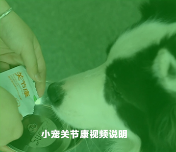 是什么让柯基丢下还在...